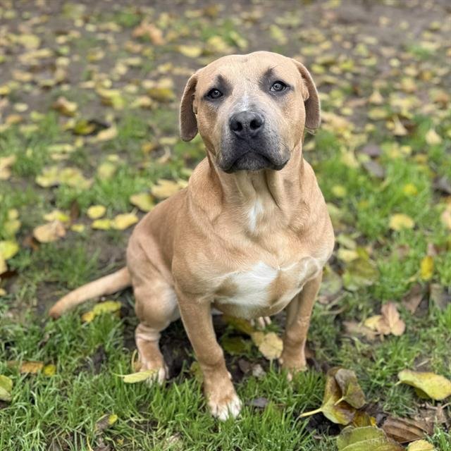 *SCOUT - Pit Bull Terrier available for adoption