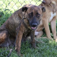 *DUTCHESS - Photo 1