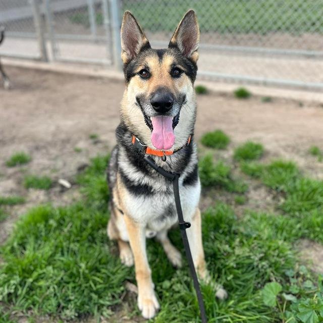 *BOONE - German Shepherd Dog available for adoption