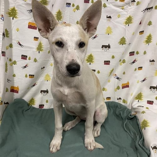 A614349 - Carolina Dog available for adoption