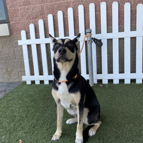 A614594 - German Shepherd Dog available for adoption