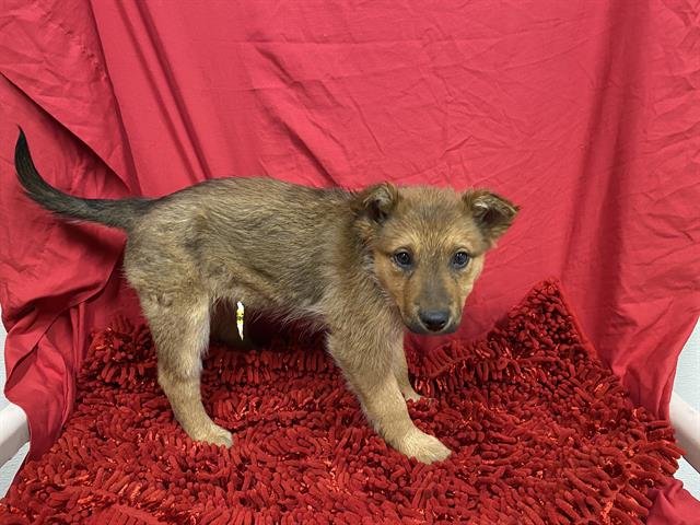 A606090 - German Shepherd Dog available for adoption