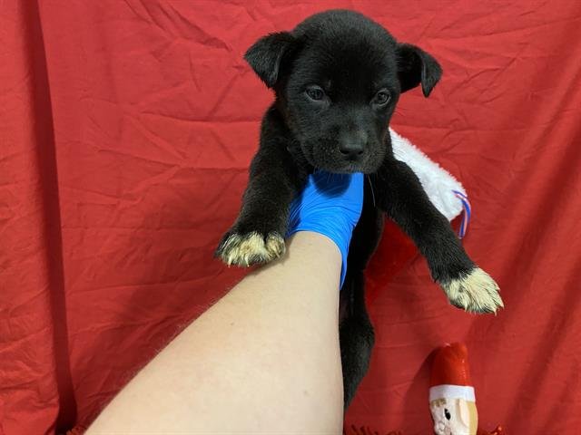 BRAM - Border Collie available for adoption