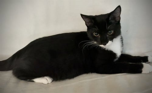 SAGE - Domestic Short Hair available for adoption