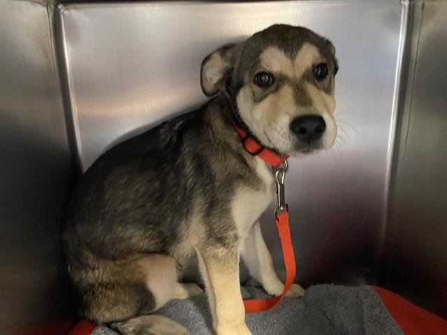 *MUFFIN - German Shepherd Dog available for adoption