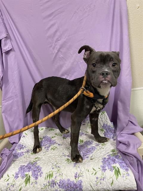 *GUS - Staffordshire Bull Terrier available for adoption