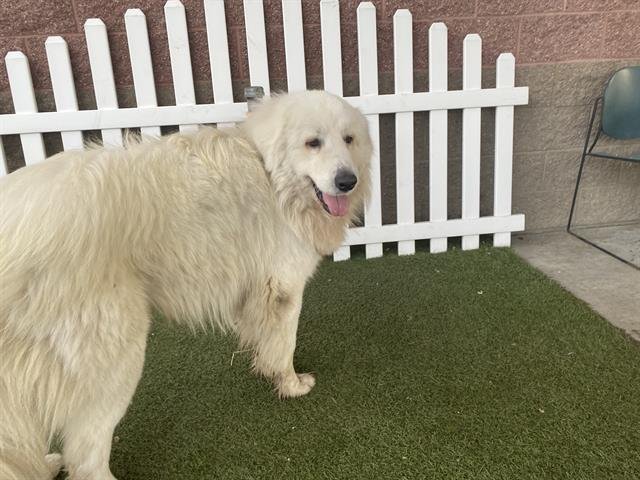 A607569 - Great Pyrenees available for adoption