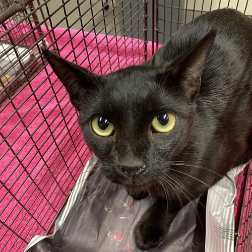 A614966 - Domestic Short Hair available for adoption