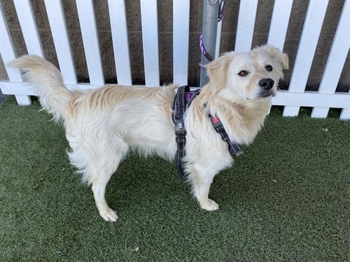 MARSHALL - Golden Retriever available for adoption