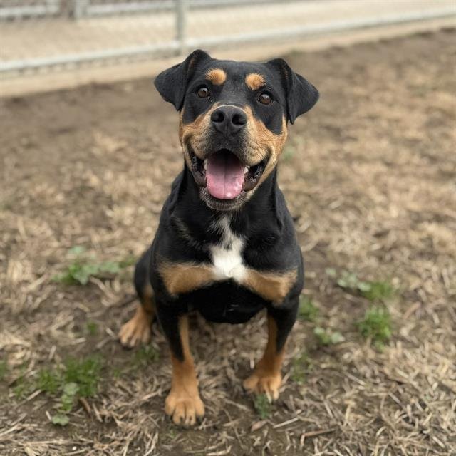 *HAZEL - Rottweiler available for adoption