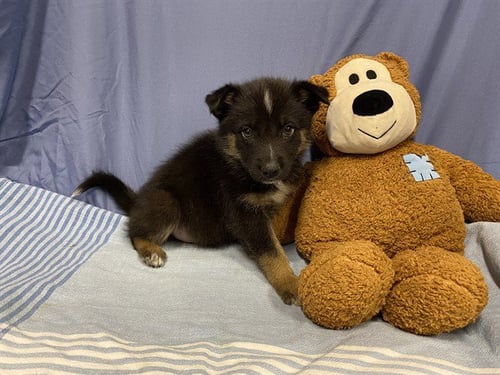 A608729 - Australian Shepherd available for adoption