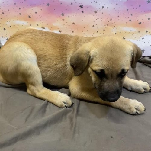 *MEI - German Shepherd Dog available for adoption