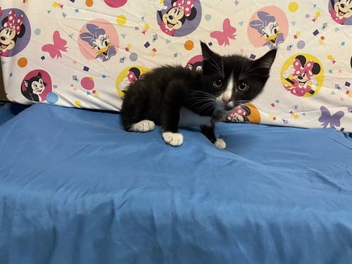 A612737 - Domestic Short Hair available for adoption