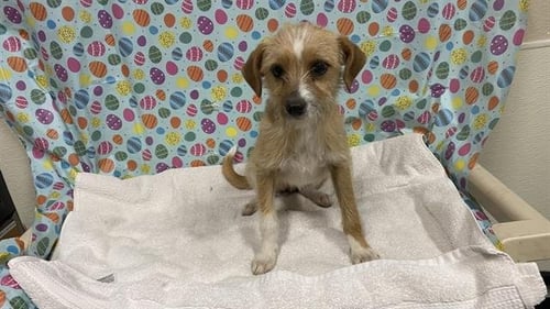 *PUDDIN - Chihuahua / Toy Fox Terrier available for adoption