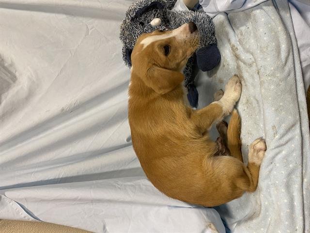 *ROME - Belgian Shepherd Malinois available for adoption