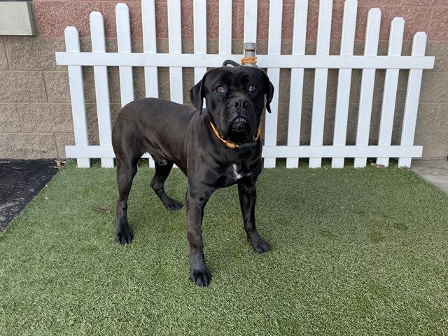 *PIKE - Mastiff / Cane Corso Mastiff available for adoption