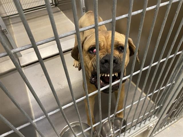 A606710 - Mastiff available for adoption