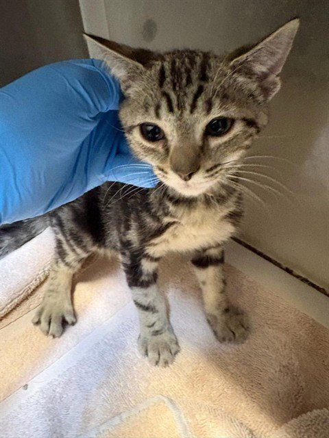 A613273 - Domestic Short Hair available for adoption