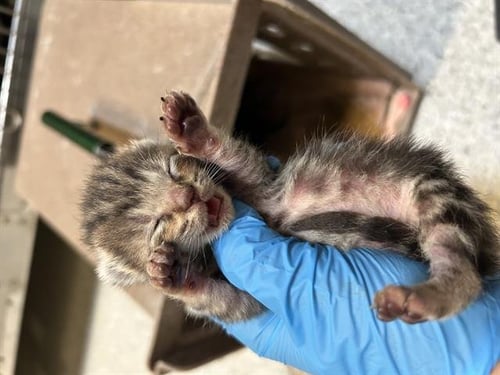A613273 - Domestic Short Hair available for adoption