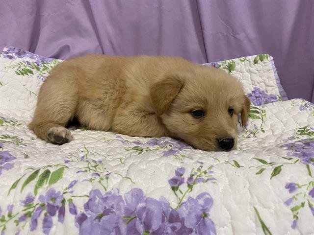 A606829 - Anatolian Shepherd available for adoption
