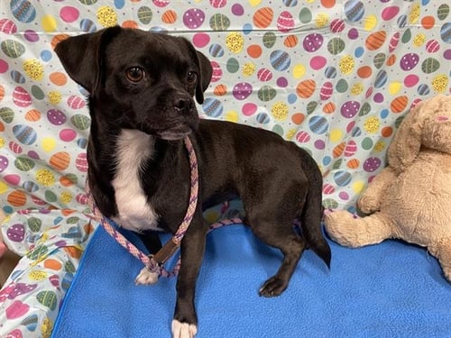 PRINCESS - Pug available for adoption