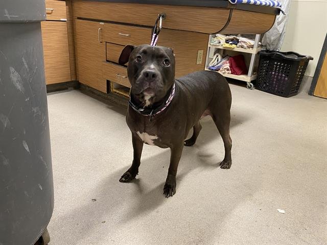 CISCO - Pit Bull Terrier available for adoption