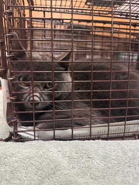 *MULE - Domestic Short Hair available for adoption