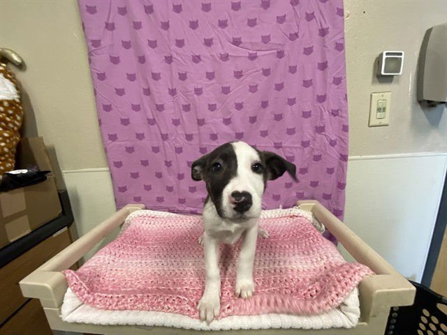 *RUTH - Staffordshire Bull Terrier available for adoption