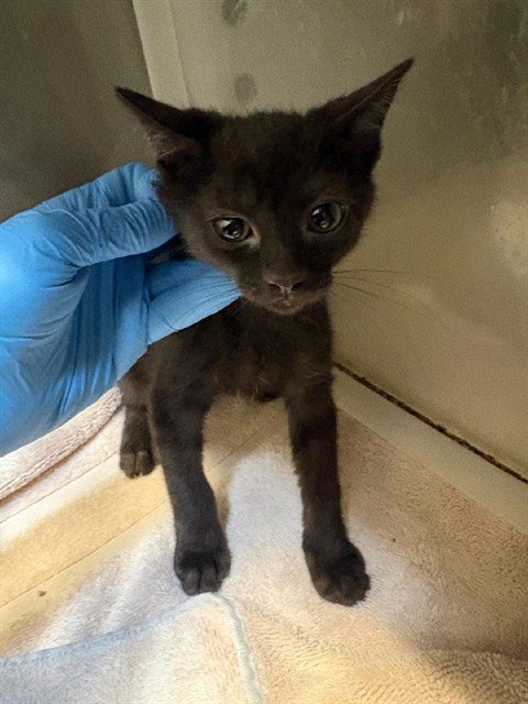 A613272 - Domestic Short Hair available for adoption