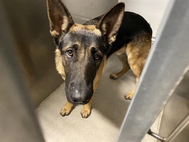 *BLUE - German Shepherd Dog available for adoption