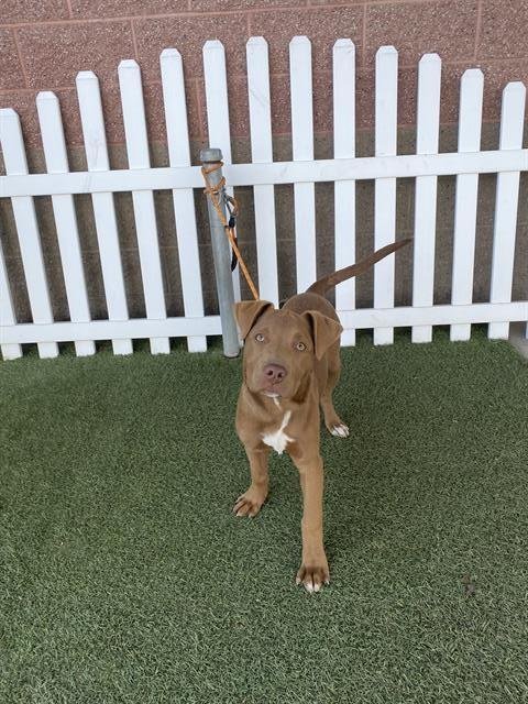 A606875 - Pit Bull Terrier available for adoption