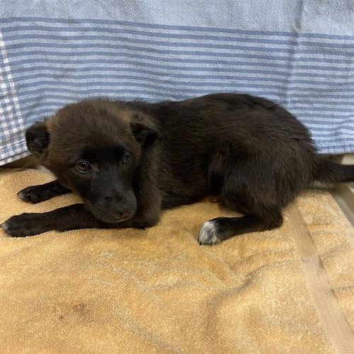 *HARRY STYLES - Australian Kelpie available for adoption