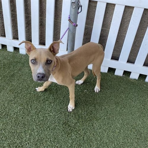 A615151 - Staffordshire Bull Terrier available for adoption