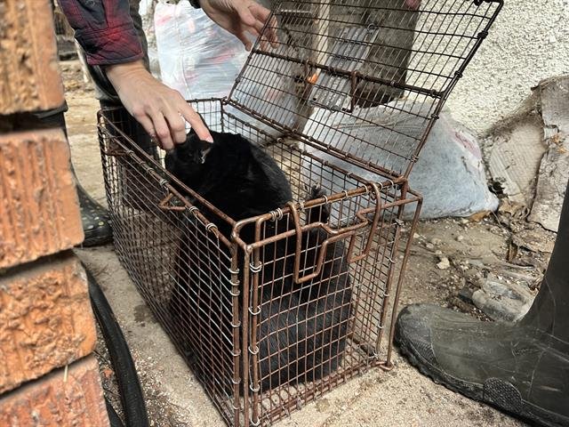 BINK - Domestic Short Hair available for adoption