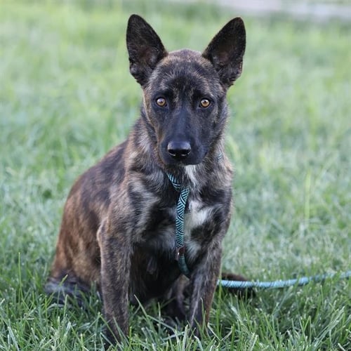 *MARTA - Dutch Shepherd available for adoption