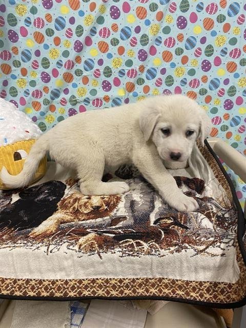 A608426 - Great Pyrenees available for adoption