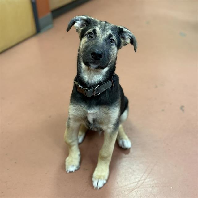 BEAR - German Shepherd Dog available for adoption