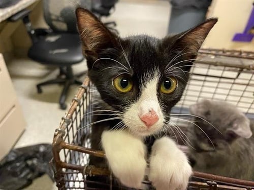 *CHICA - Domestic Short Hair for adoption in Modesto