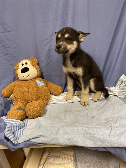 A608921 - Siberian Husky available for adoption