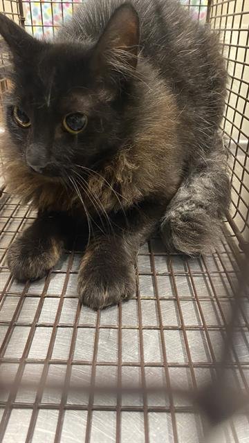A608673 - Domestic Medium Hair available for adoption