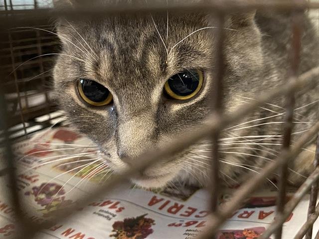 A606808 - Domestic Short Hair available for adoption