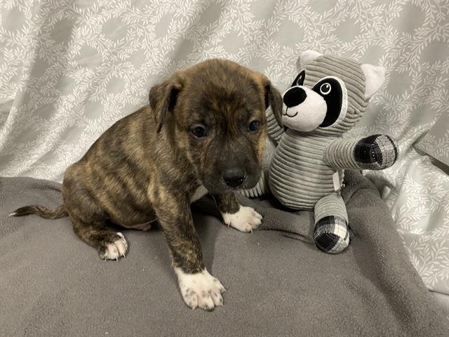 A605917 - American Pit Bull Terrier / German Shepherd Dog available for adoption