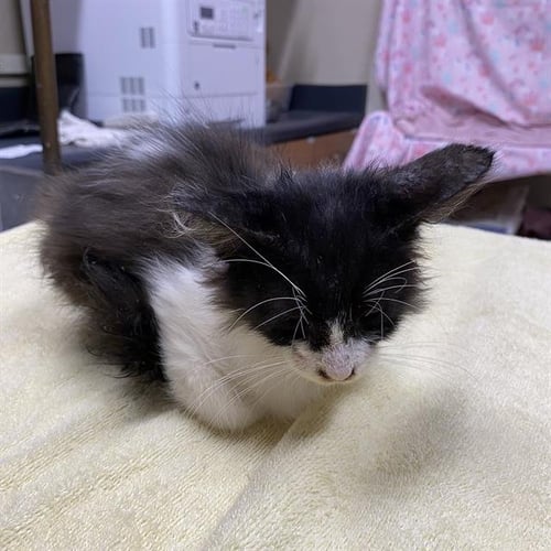 A613854 - Domestic Long Hair for adoption in Modesto