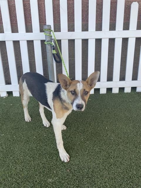 *BIRDIE - Australian Shepherd available for adoption