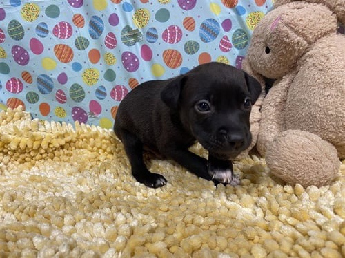 A607986 - Border Collie available for adoption