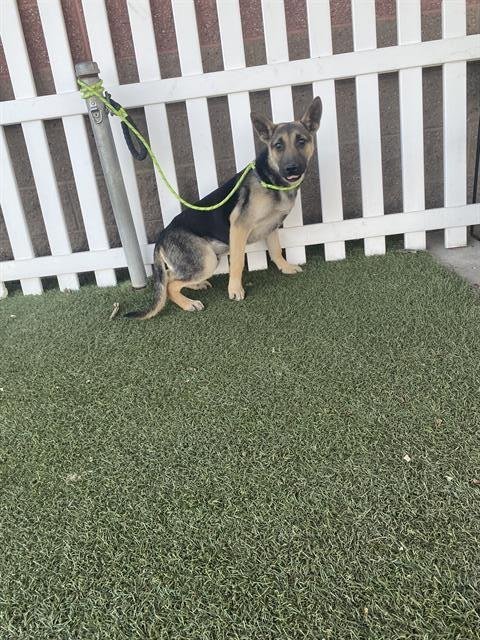 *BOEING - German Shepherd Dog available for adoption