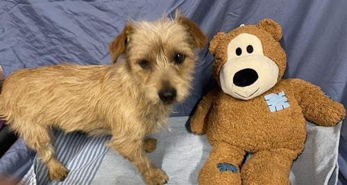 A608774 - Norfolk Terrier available for adoption