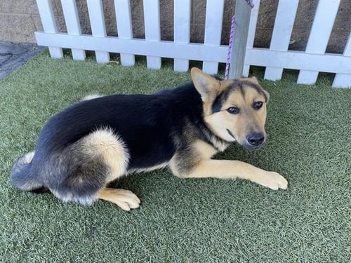 BLITZ - German Shepherd Dog available for adoption