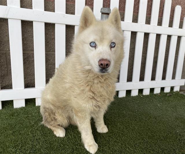 AKIRA - Siberian Husky available for adoption