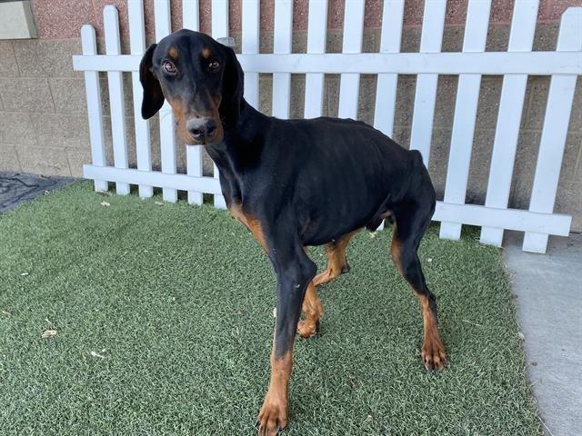 *ROCCO - Doberman Pinscher available for adoption